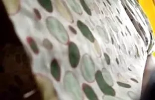 XXX Istri muda Elena yang xxx indo porn sangat kacau